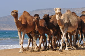 iddouch family surf camp morocco
