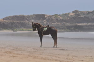 iddouch family surf camp morocco